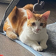 Aézyo participe au concours pour gagner de l'argent avec cette photo : animal, cat, curious, cute, domestic, ears, feline, floor, fur, home, indoor, looking, mat, orange_and_white, paws, pet, playful, relaxed, toy_mouse, whiskers