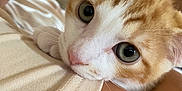 Aézyo a rejoint le concours — aidez-le/la à gagner de superbes lots ! animal, cat, close_up, comfort, cuddle, domestic, eyes, face, fur, glasses, hand, indoor, orange_cat, person, pet, portrait, shirt, skin, whiskers, white_cat