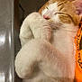 Aézyo participe au concours pour gagner de l'argent avec cette photo : animal, cat, close_up, cozy, curled_paws, cute, domestic_animal, fur, human_arm, indoor, napping, orange_and_white, orange_shirt, paws, pet, relaxed, resting, sleeping, soft, whiskers