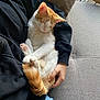 Aézyo a rejoint le concours — aidez-le/la à gagner de superbes lots ! black_hoodie, blue_jeans, cat, couch, cozy, feline, fur, ginger_cat, gray_couch, hand, indoor, natural_light, paw, person, pet, relaxing, resting, sleeping, white_cat, window