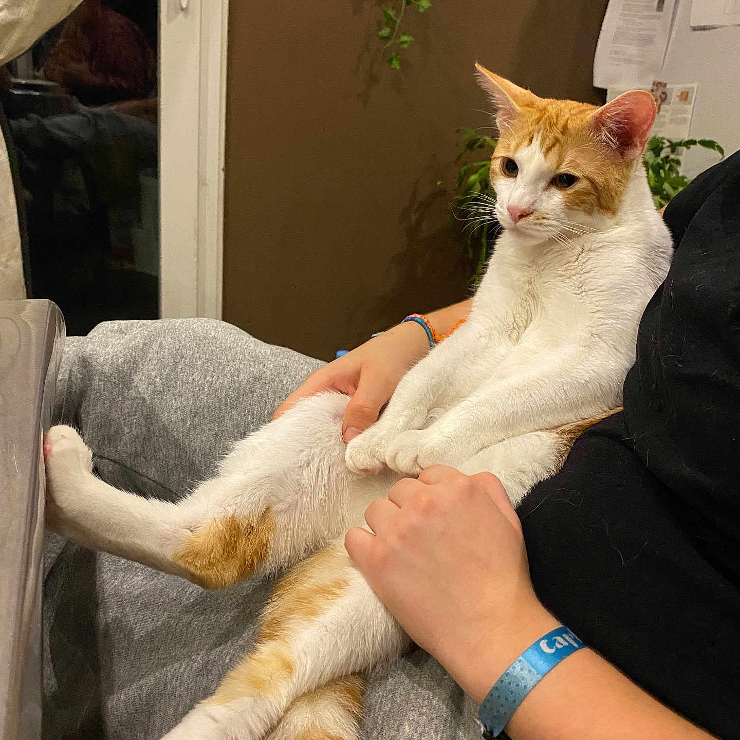 Aézyo participe au concours pour gagner de l'argent avec cette photo : brown_wall, cat, comfort, contemplative, cozy, curtain, domestic, fur, furniture, hand, indoor, lap, orange_and_white, person, pet, plant, relaxed, sitting, table, wristband