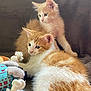 kitten, cat, orange_cat, white_cat, pet, animal, cute, feline, fur, indoor, toy, plush_toy, blanket, resting, young, domestic_animal, curious, cuddle, cozy, soft