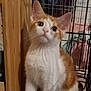 kitten, cat, orange_and_white, pet, cage, fence, curious, indoor, animal, fur, whiskers, tail, paws, young, looking_up, wood, metal, towels, closeup, domestic_cat