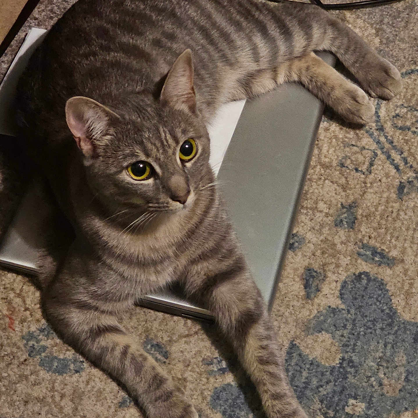 Harley joined the competition — help win amazing prizes! abyssinian, animal, cat, computer, egyptiancat, electronics, hardwood, kitten, laptop, manx, pc, pet, slate, wood
