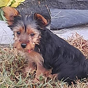 Princess Grace joined the competition — help win amazing prizes! puppy, dog, grass, outdoor, pet, animal, young, black_fur, tan_fur, cute, sitting, curious, small, nature, fur, face, ears, nose, ground, concrete