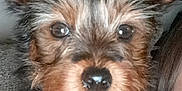 Princess Grace joined the competition — help win amazing prizes! dog, puppy, close_up, fur, collar, pet, indoor, cute, animal, ears, face, eyes, small_dog, fluffy, nose, adorable, brown, black, pink_collar, portrait
