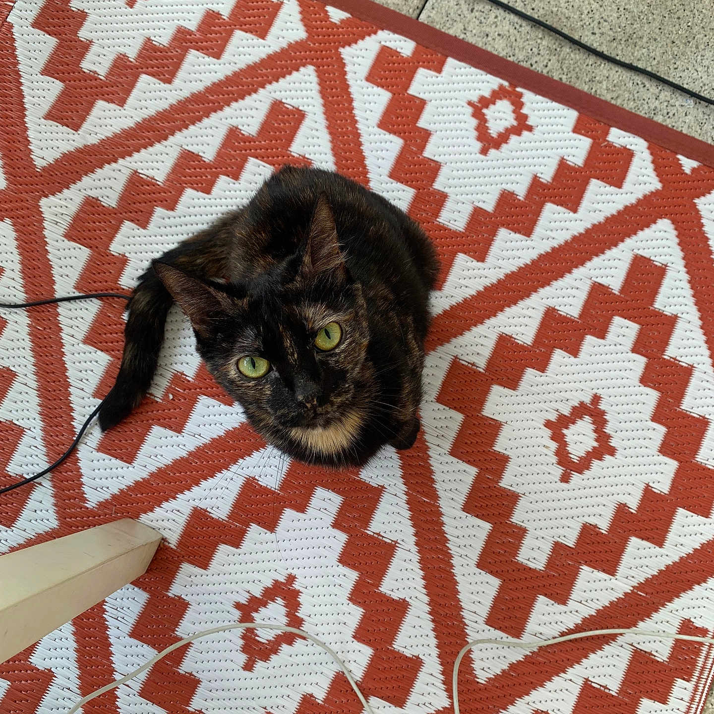 Kira a rejoint le concours — aidez-le/la à gagner de superbes lots ! accessories, animal, applique, art, blanket, cat, cushion, homedecor, indoors, interiordesign, kitten, manx, mat, ornament, pattern, pet, quilt, rug, tapestry, tile