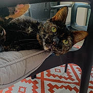 Kira a rejoint le concours — aidez-le/la à gagner de superbes lots ! abyssinian, animal, architecture, armchair, building, cat, chair, couch, cushion, furniture, homedecor, indoors, interiordesign, kitten, livingroom, manx, pet, room, table, wood