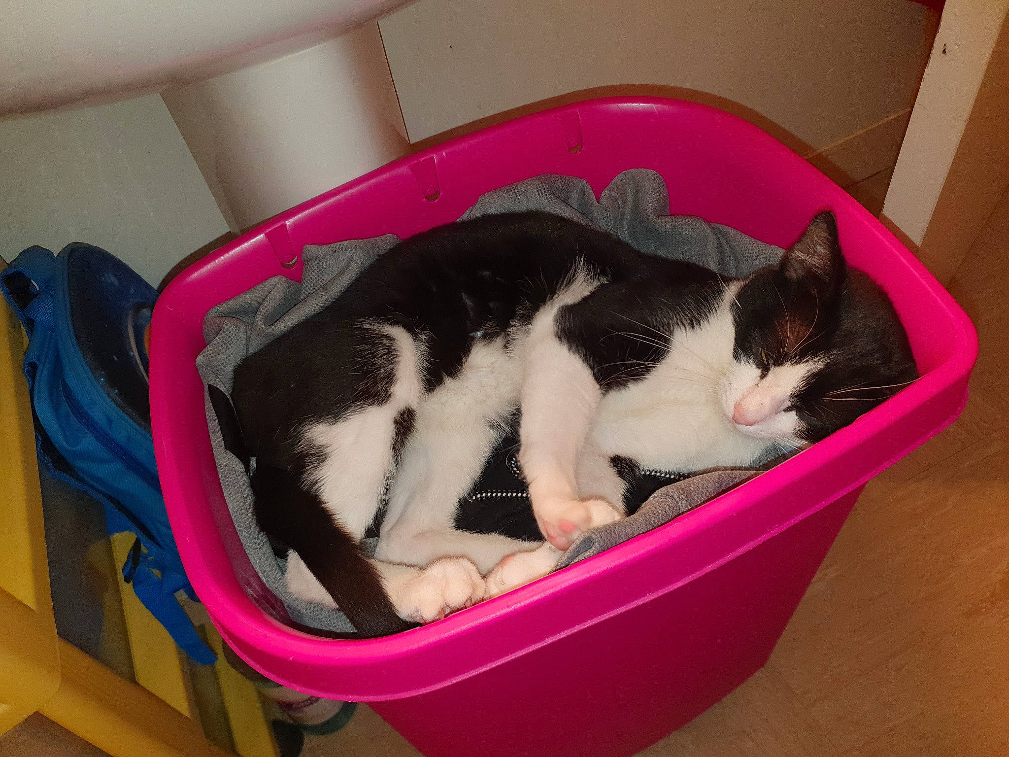 Panpan participe au concours pour gagner de l'argent avec cette photo : carnivore, cat, cat_bed, cat_supply, domestic_short_haired_cat, felidae, kitten, litter_box, pet_supply, pink, small_to_medium_sized_cats, tail, whiskers