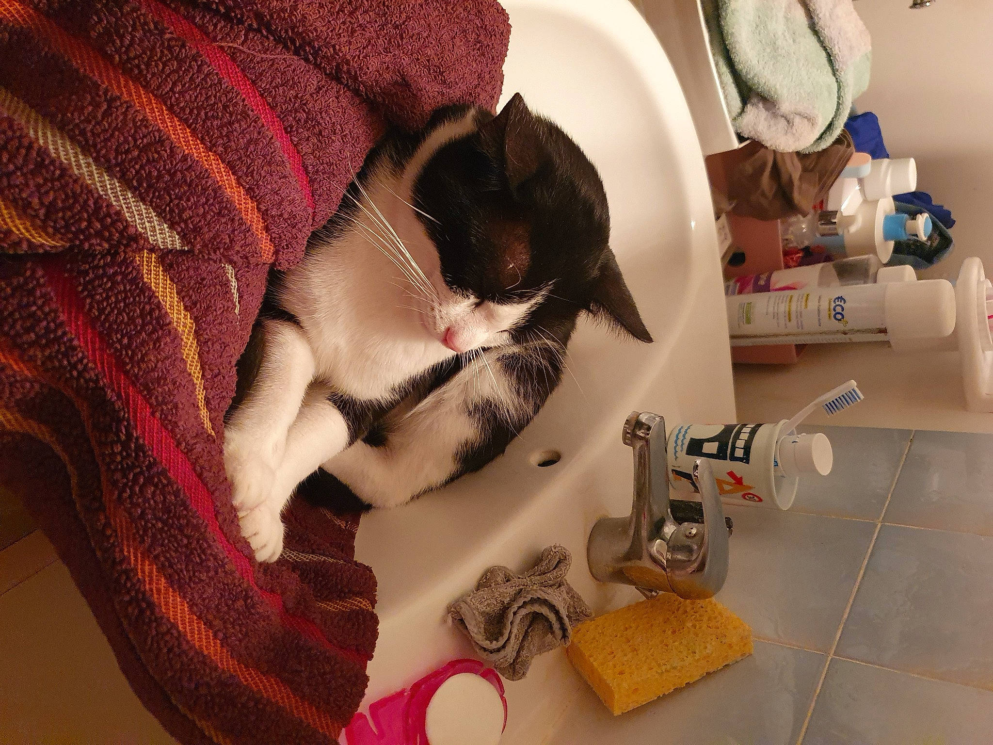 Panpan a rejoint le concours — aidez-le/la à gagner de superbes lots ! carnivore, cat, domestic_short_haired_cat, european_shorthair, felidae, kitten, paw, sewing, small_to_medium_sized_cats, snout, textile, whiskers