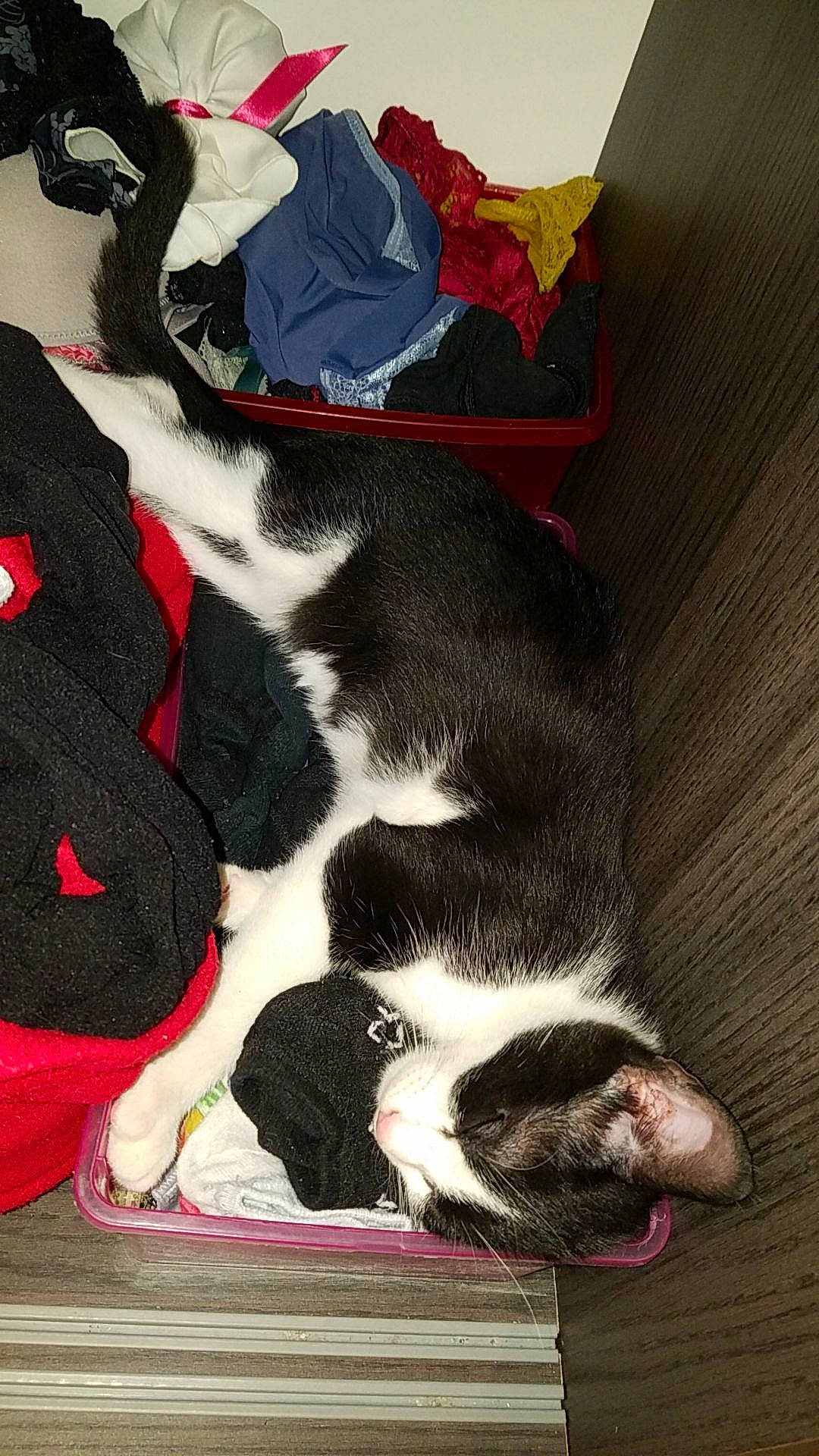 Panpan participe au concours pour gagner de l'argent avec cette photo : border_collie, canidae, carnivore, cat, dog, dog_breed, felidae, puppy, small_to_medium_sized_cats, sporting_group, stabyhoun, tail, whiskers