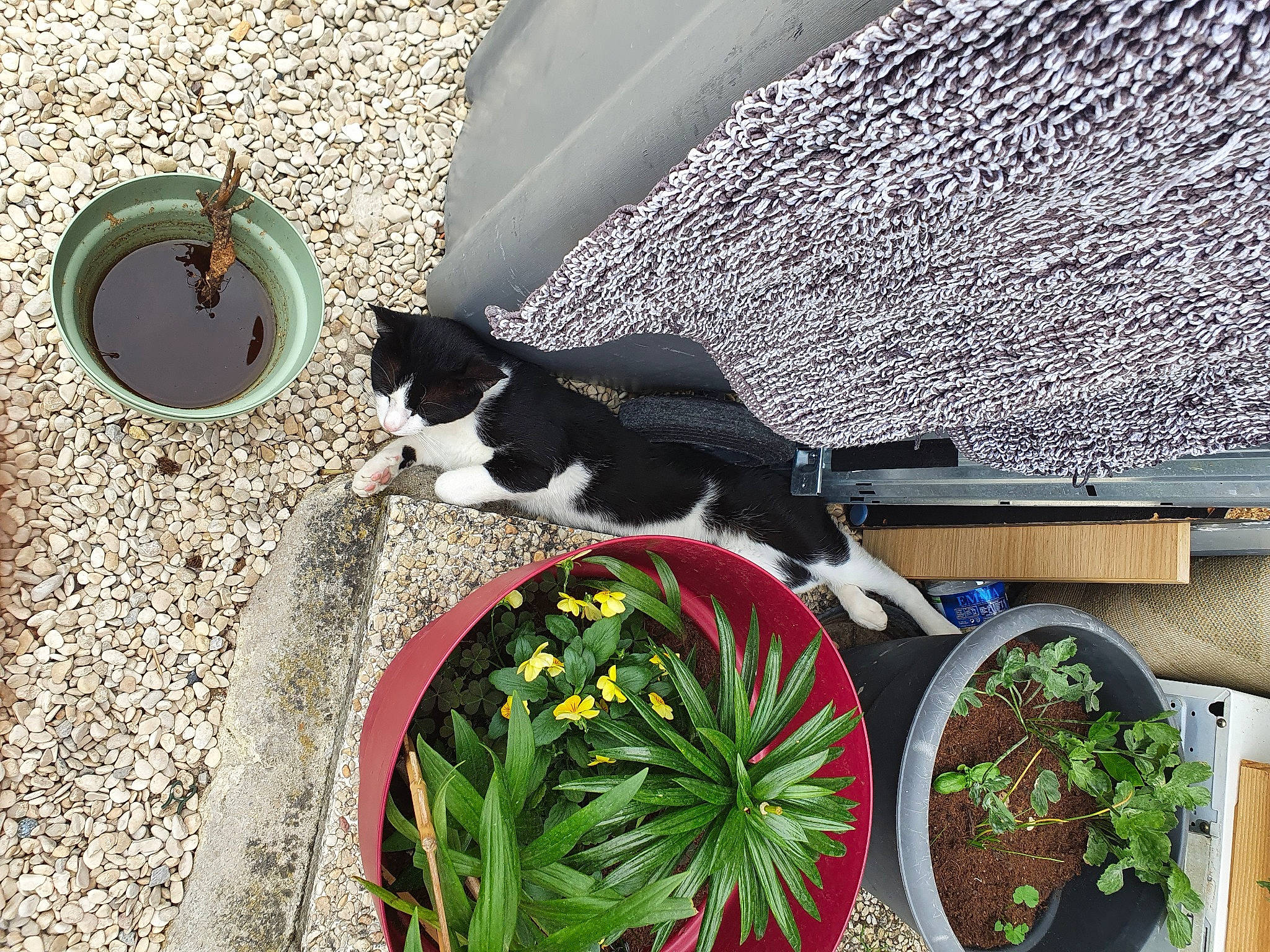 Panpan participe au concours pour gagner de l'argent avec cette photo : cat, felidae, flower, flowerpot, herb, houseplant, plant, small_to_medium_sized_cats, soil