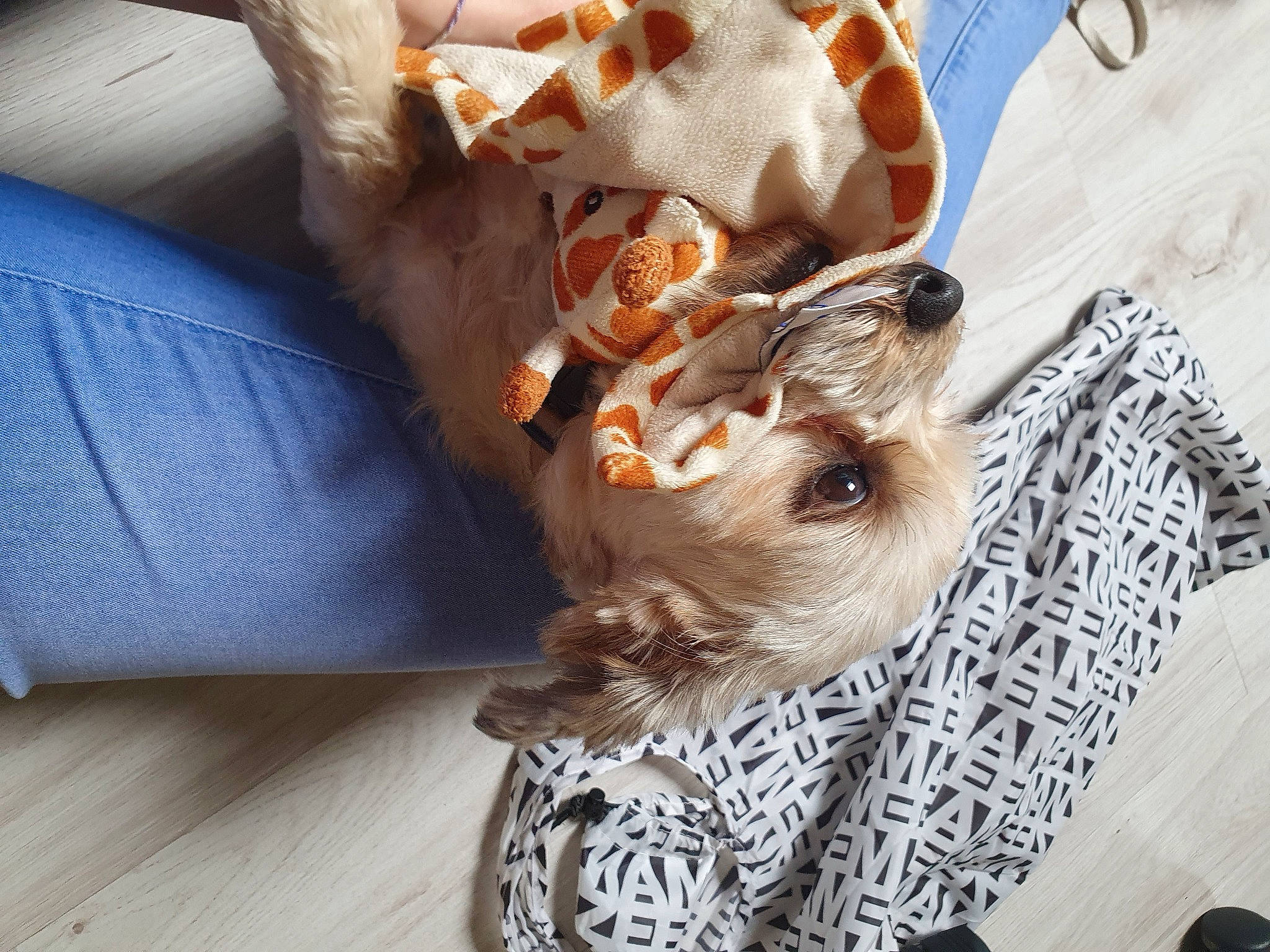 Zoë a rejoint le concours — aidez-le/la à gagner de superbes lots ! american_cocker_spaniel, canidae, carnivore, cat, companion_dog, dog, dog_breed, english_cocker_spaniel, fawn, puppy, puppy_love, spaniel, sporting_group, toy_dog, yorkshire_terrier