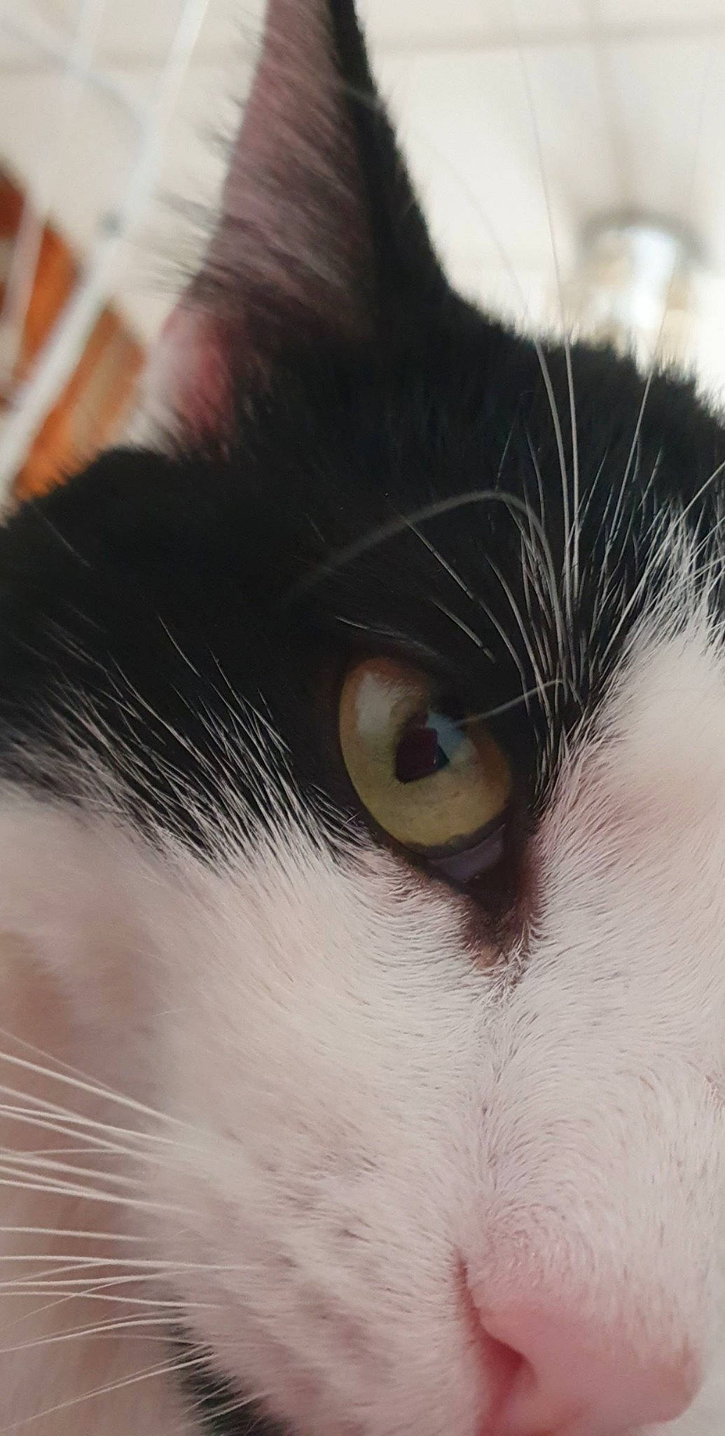 Oggy a rejoint le concours — aidez-le/la à gagner de superbes lots ! aegean_cat, carnivore, cat, close_up, ear, eye, eyebrow, face, felidae, forehead, fur, head, iris, nose, organ, photography, skin, small_to_medium_sized_cats, snout, whiskers