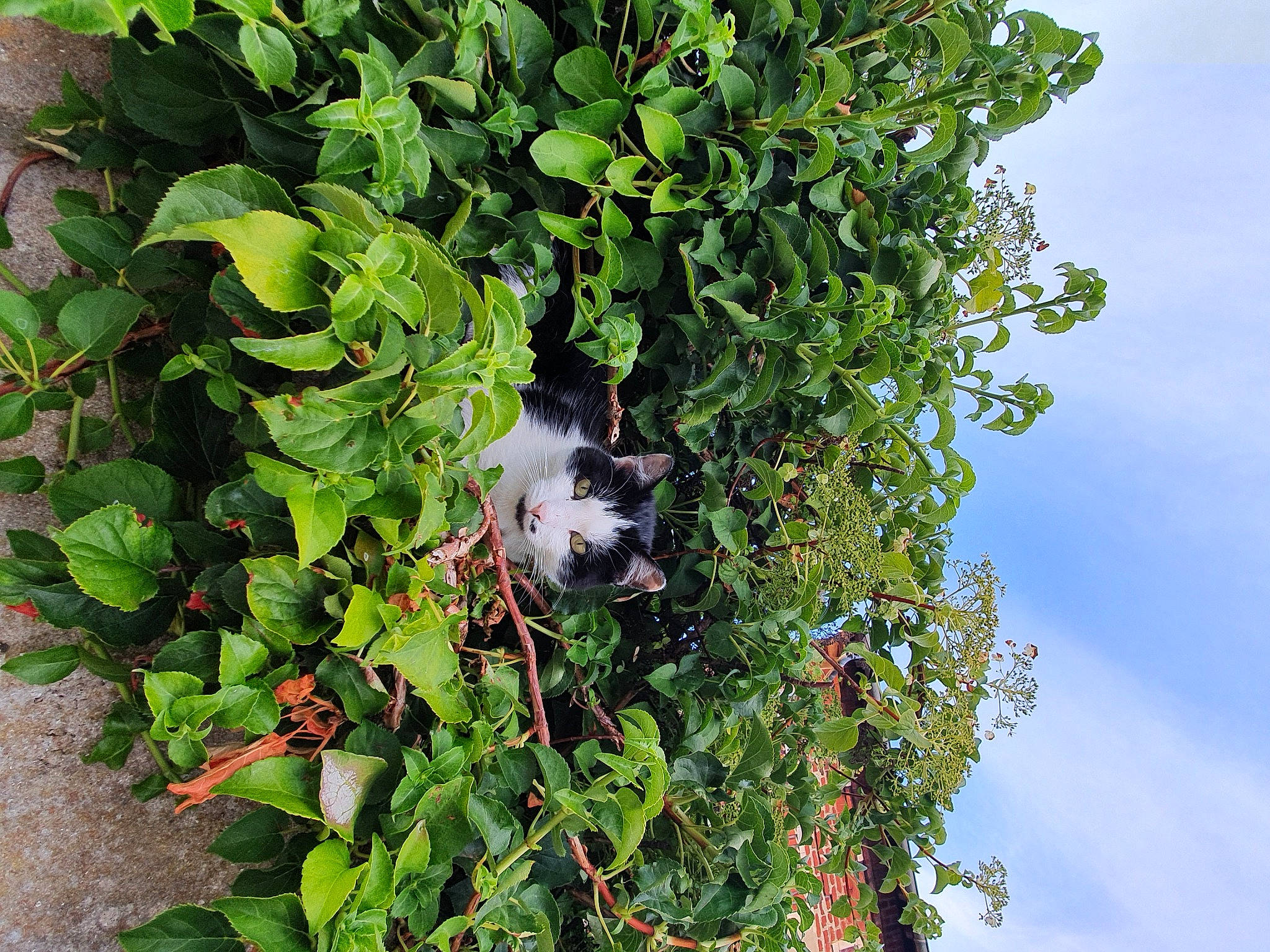 Oggy participe au concours pour gagner de l'argent avec cette photo : flower, flowering_plant, grass, groundcover, herb, ivy, leaf, plant, shrub