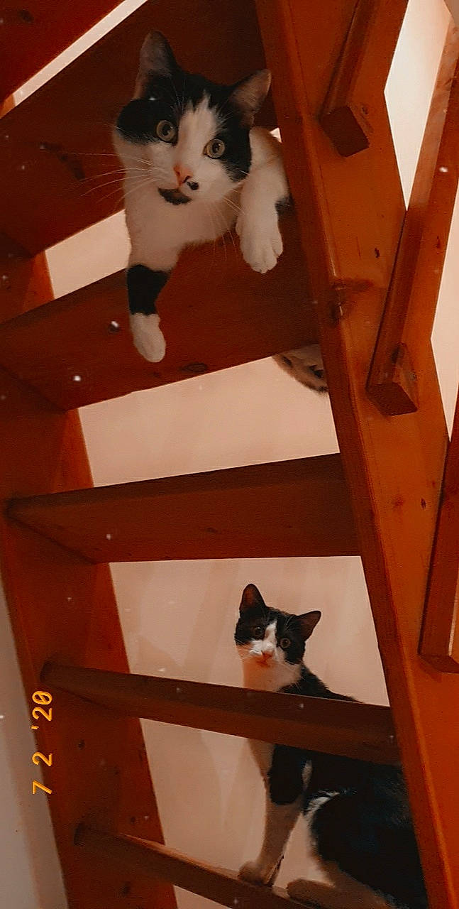 Oggy participe au concours pour gagner de l'argent avec cette photo : aegean_cat, carnivore, cat, domestic_short_haired_cat, fawn, felidae, japanese_bobtail, kitten, small_to_medium_sized_cats, snowshoe, stairs, tail, whiskers