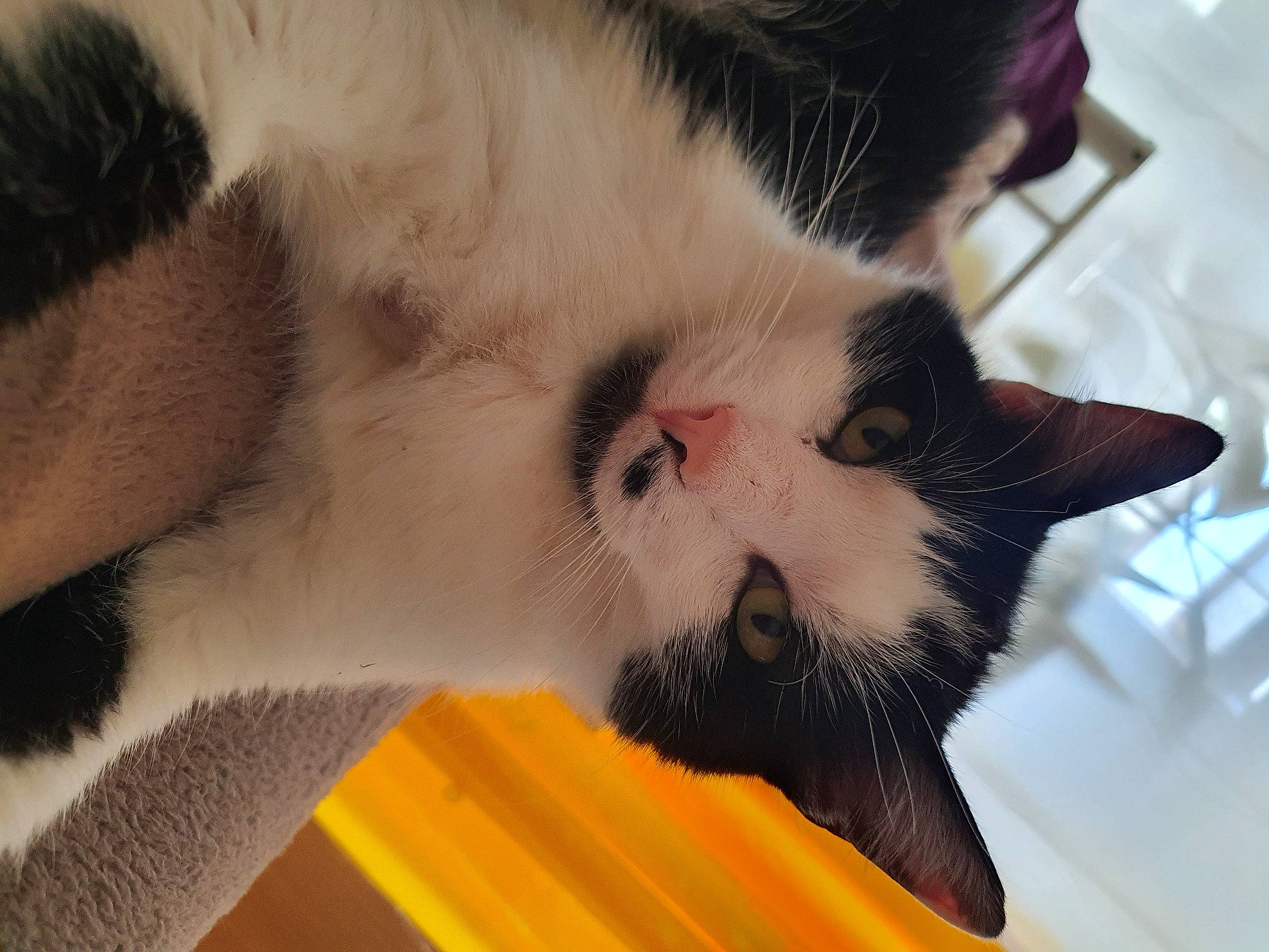 Oggy a rejoint le concours — aidez-le/la à gagner de superbes lots ! carnivore, cat, close_up, ear, eye, felidae, fur, kitten, nose, small_to_medium_sized_cats, snout, snowshoe, whiskers