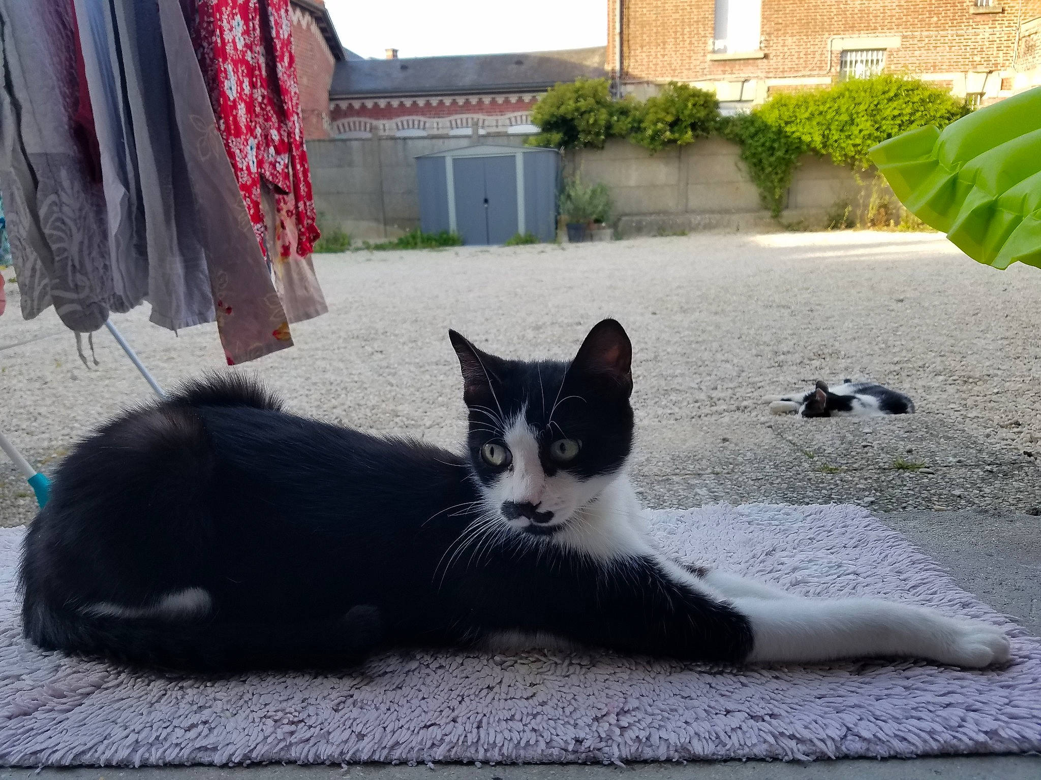 Pucca participe au concours pour gagner de l'argent avec cette photo : aegean_cat, black_and_white, black_cat, carnivore, cat, domestic_short_haired_cat, european_shorthair, felidae, flooring, fur, grass, house, kitten, polydactyl_cat, small_to_medium_sized_cats, tail, whiskers, window