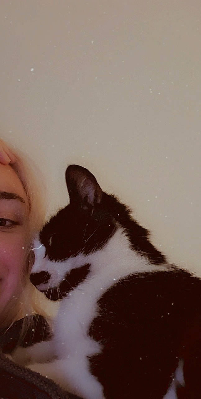 Pucca participe au concours pour gagner de l'argent avec cette photo : aegean_cat, carnivore, cat, domestic_short_haired_cat, felidae, nose, small_to_medium_sized_cats, snout, tail, whiskers