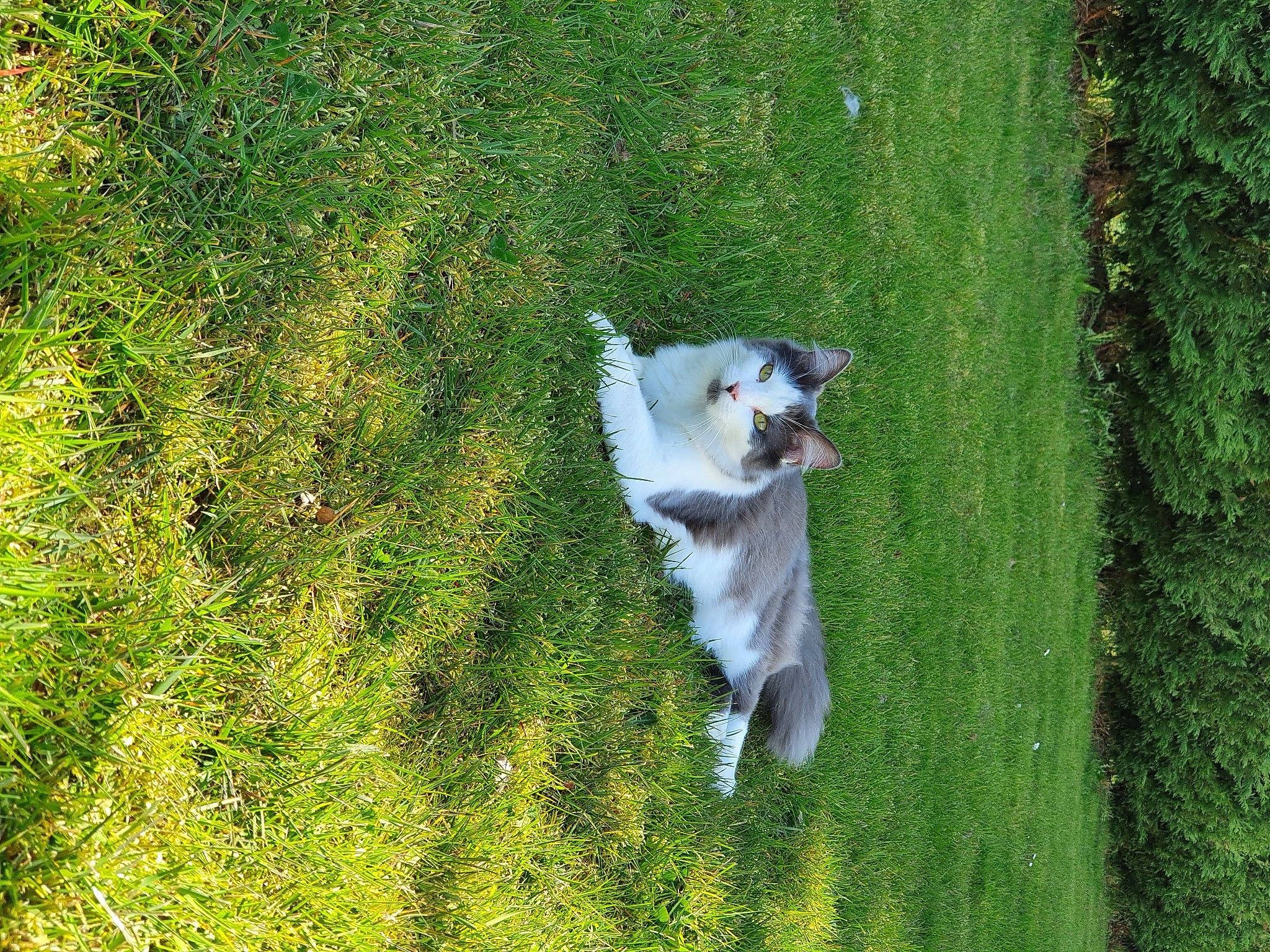 Ria a rejoint le concours — aidez-le/la à gagner de superbes lots ! canidae, carnivore, companion_dog, dog, dog_breed, fawn, felidae, grass, grassland, green, groundcover, landscape, lawn, meadow, pasture, people_in_nature, plant, shrub, tail, tree