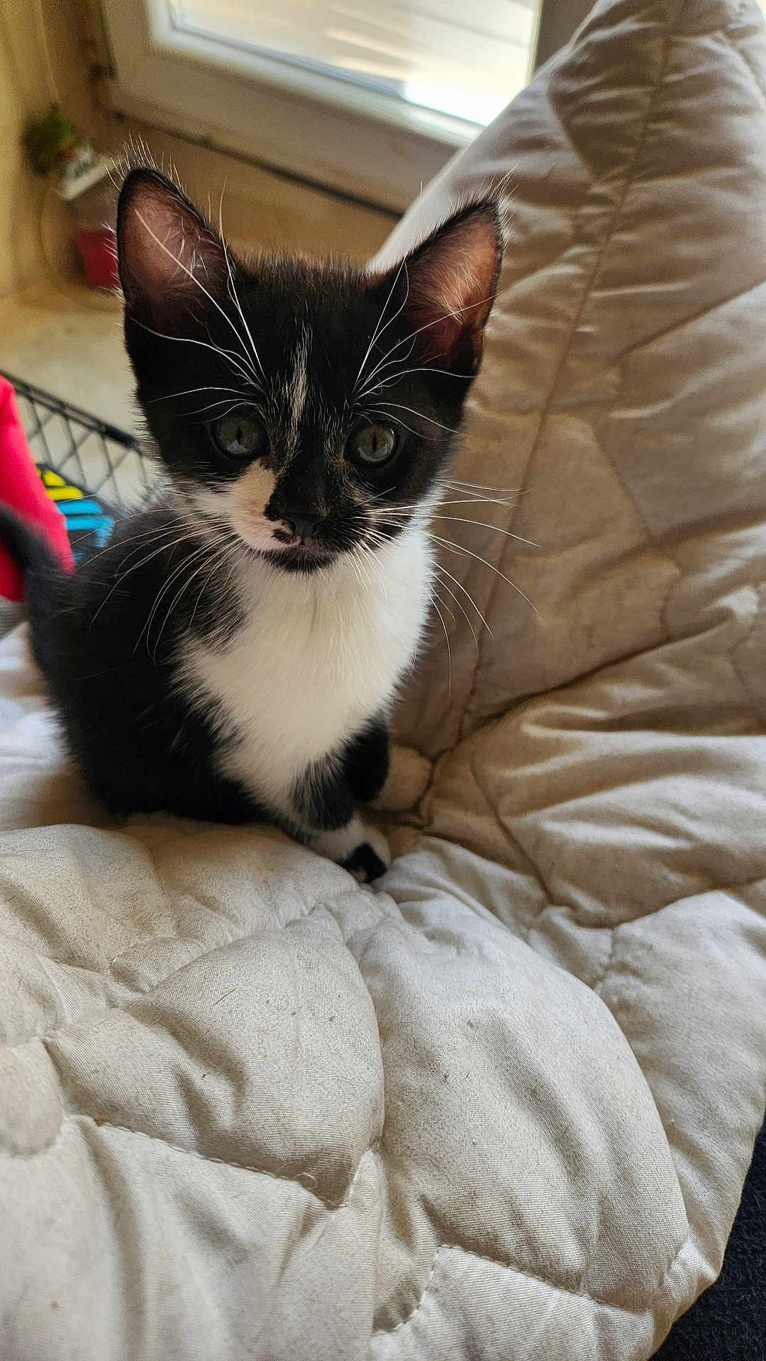 Cybelle participe au concours pour gagner de l'argent avec cette photo : kitten, cat, black_and_white, whiskers, ears, pet, indoor, quilt, blanket, window, curious, animal, fur, cute, small, young, domestic, cozy, resting, feline