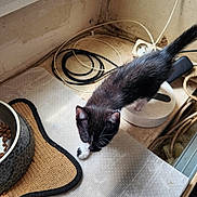 Cybelle a rejoint le concours — aidez-le/la à gagner de superbes lots ! kitten, cat, food_bowl, window, cables, cords, black_and_white, curious, exploring, indoor, windowsill, pet, small_animal, floor_mat, white_paw, tail, wall_socket, messy, animal, young_cat