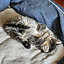 animal, cozy, cute, cute_pet, domestic_cat, feline, fur, indoor, kitten, nap, paws, pet_bed, relaxation, resting, sleeping, small, soft, tabby, whiskers, young