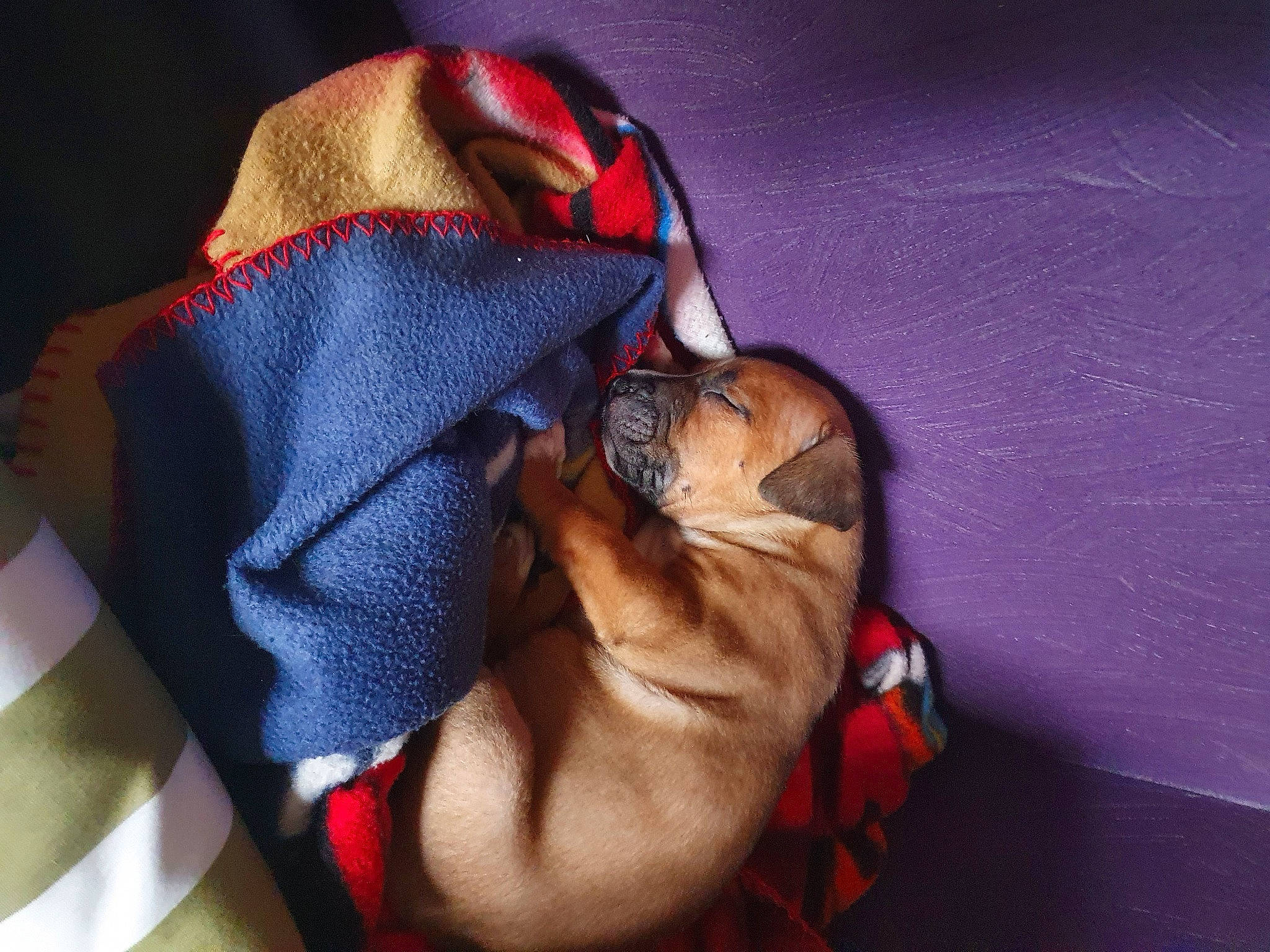 Falcon a rejoint le concours — aidez-le/la à gagner de superbes lots ! carnivore, comfort, companion_dog, dog, dog_breed, dog_clothes, dog_supply, electric_blue, eyewear, fawn, fur, linens, magenta, purple, snout, sporting_group, sunglasses, toy_dog, whiskers, wrinkle