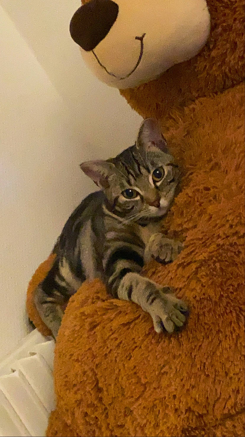 Cara participe au concours pour gagner de l'argent avec cette photo : carnivore, cat, cat_supply, domestic_short_haired_cat, felidae, fur, grey, paw, small_to_medium_sized_cats, snout, tail, terrestrial_animal, whiskers