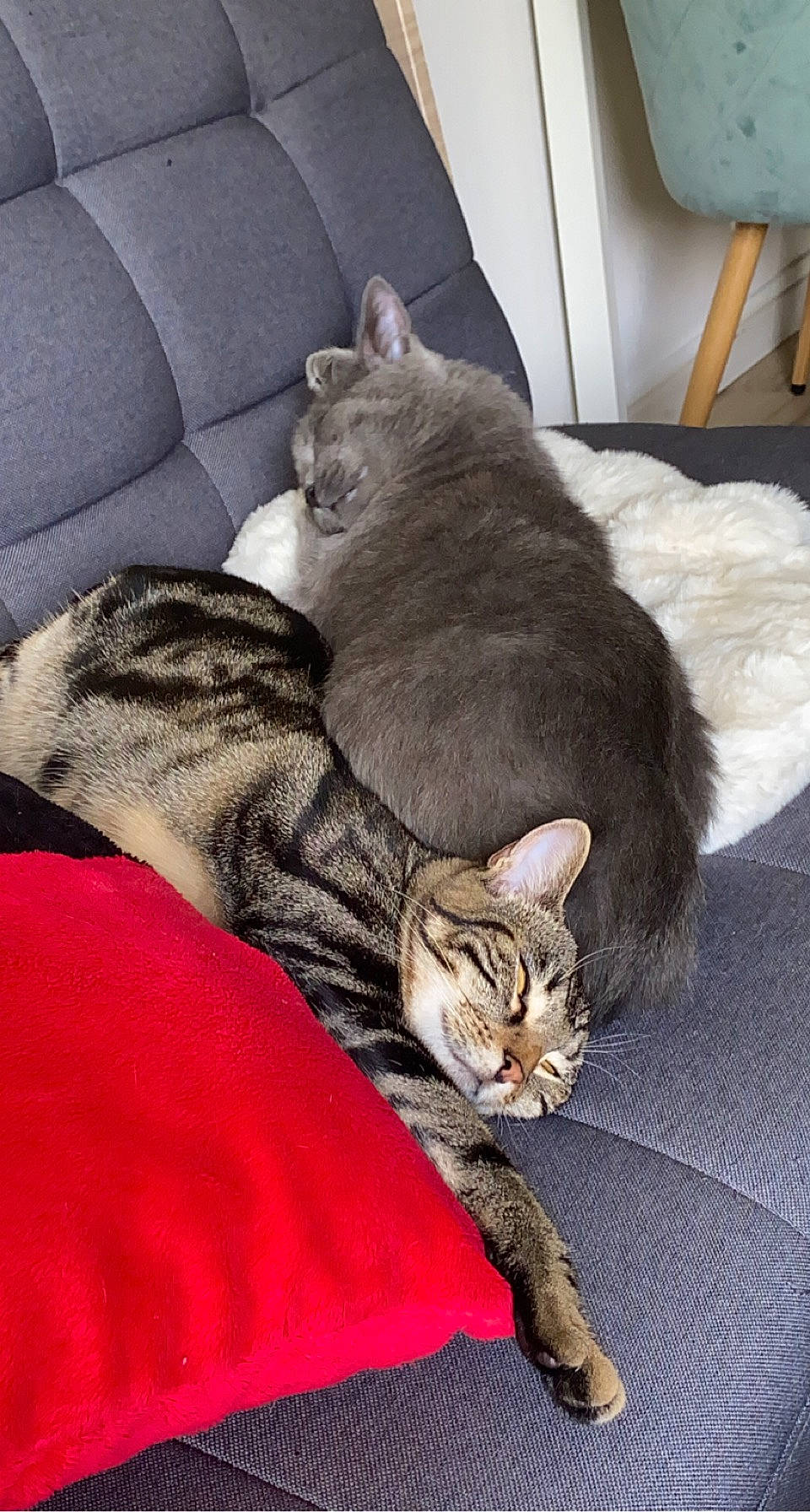 Cara a rejoint le concours — aidez-le/la à gagner de superbes lots ! carnivore, cat, cat_supply, claw, comfort, couch, domestic_short_haired_cat, fawn, felidae, fur, grey, living_room, nap, paw, room, sitting, small_to_medium_sized_cats, snout, tail, whiskers