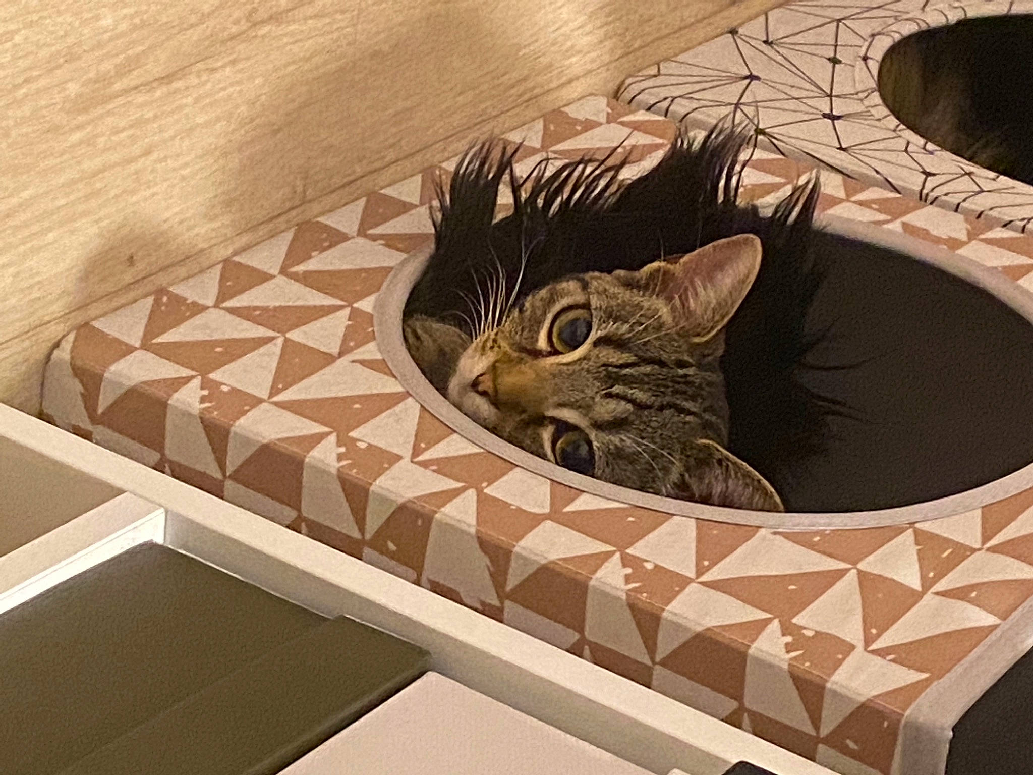 Cara participe au concours pour gagner de l'argent avec cette photo : bag, box, cardboard, carnivore, cat, cat_bed, cat_supply, comfort, domestic_short_haired_cat, felidae, flooring, fur, interior_design, linens, room, small_to_medium_sized_cats, snout, tail, whiskers, wood