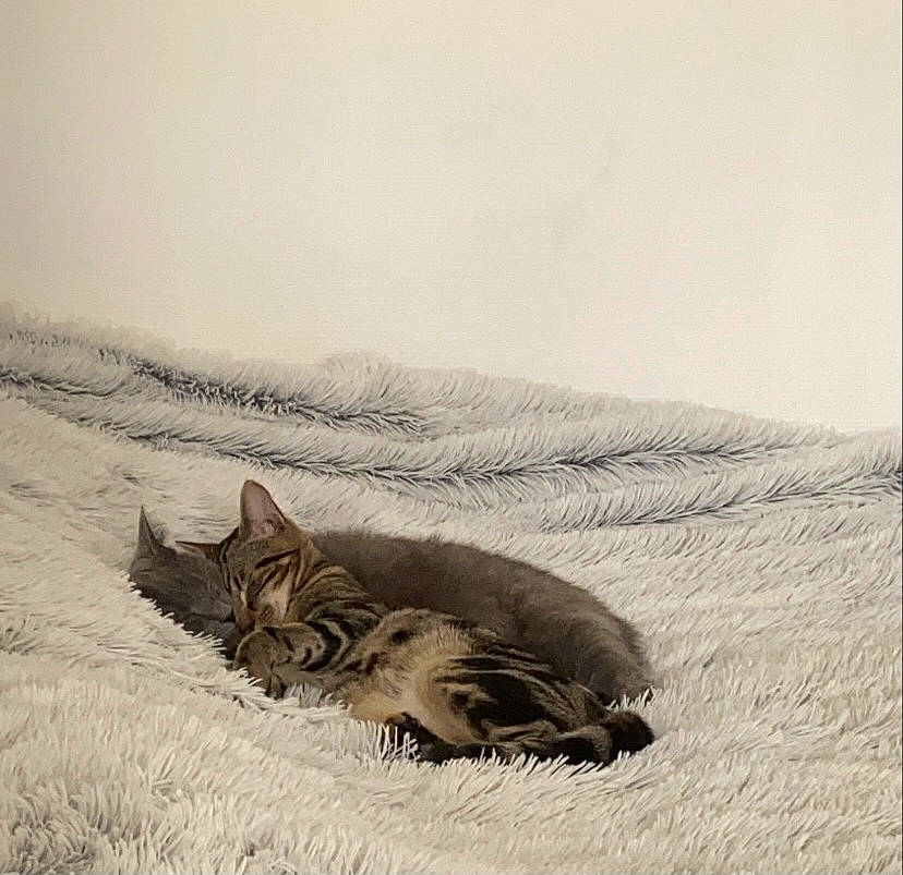 Cara a rejoint le concours — aidez-le/la à gagner de superbes lots ! art, carnivore, cat, comfort, domestic_short_haired_cat, drawing, felidae, fur, grass, nap, paw, sand, small_to_medium_sized_cats, snout, snow, tail, terrestrial_animal, visual_arts, whiskers, wildlife