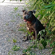 Talya Cardinale participe au concours pour gagner de l'argent avec cette photo : dog, canine, outdoor, gravel, path, greenery, plants, leaves, collar, pet, animal, nature, sitting, alert, content, daylight, shadow, fur, ears, tongue