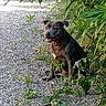 dog, canine, outdoor, gravel, path, greenery, plants, leaves, collar, pet, animal, nature, sitting, alert, content, daylight, shadow, fur, ears, tongue