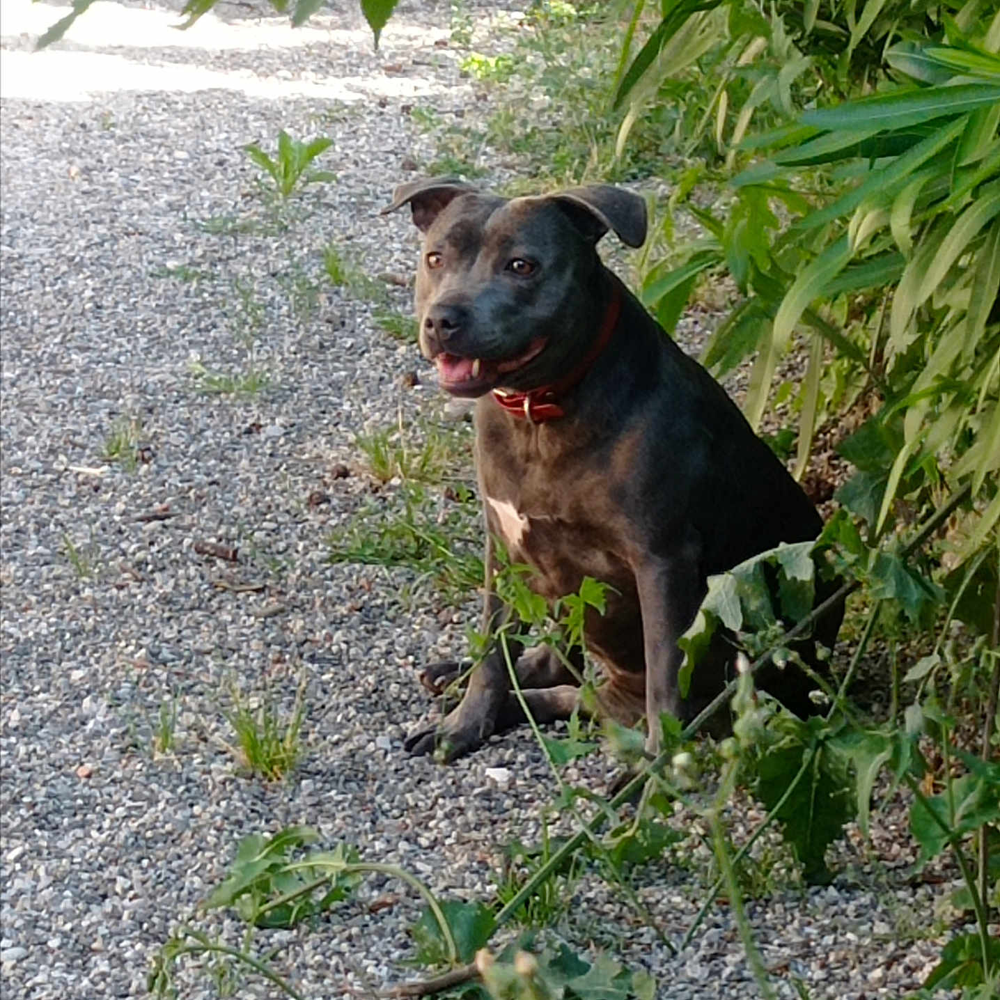 Talya Cardinale participe au concours pour gagner de l'argent avec cette photo : dog, canine, outdoor, gravel, path, greenery, plants, leaves, collar, pet, animal, nature, sitting, alert, content, daylight, shadow, fur, ears, tongue