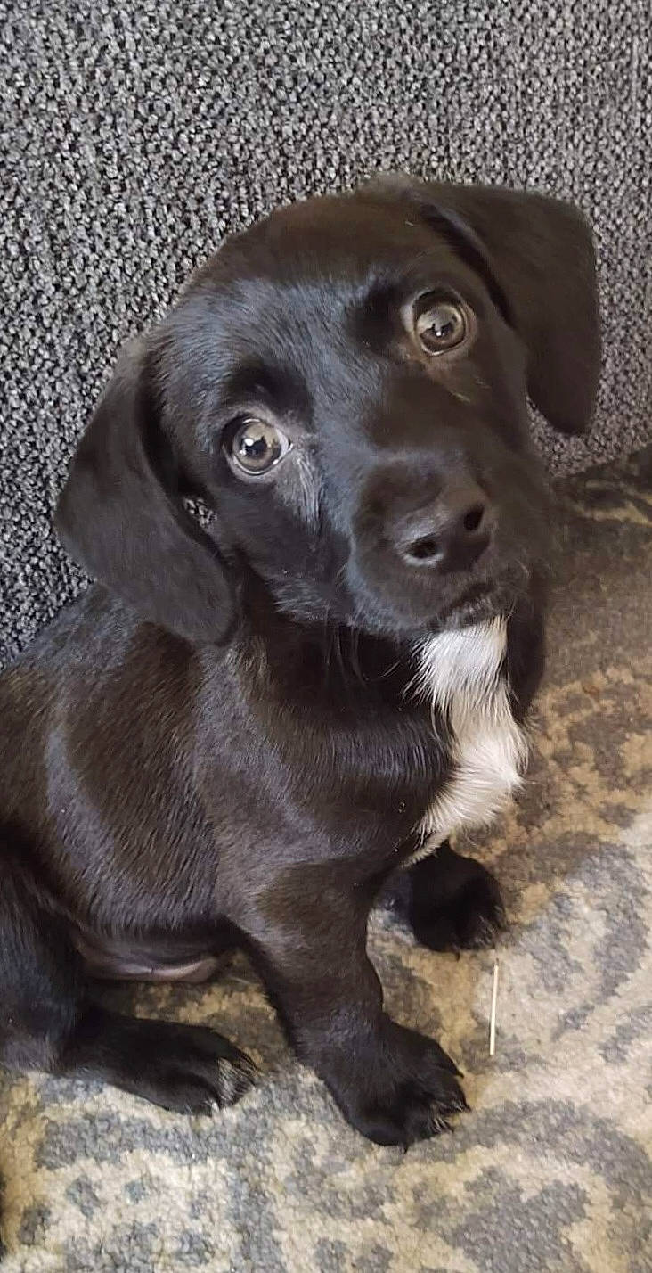 Chewy joined the competition — help win amazing prizes! borador, canidae, carnivore, companion_dog, dog, dog_breed, eye, fur, gun_dog, hunting_dog, liver, puppy, snout, sporting_group, terrestrial_animal, whiskers, working_animal