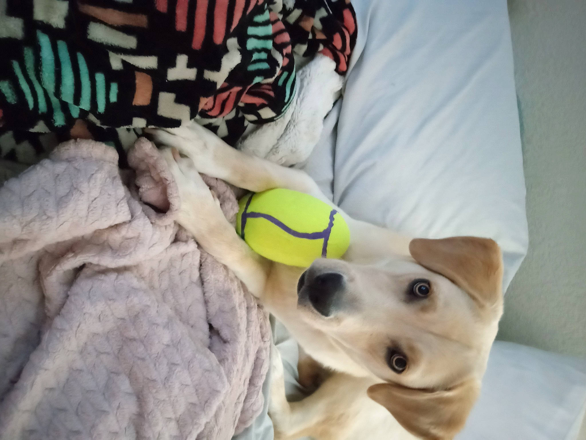 Tate is registered to the contest to win money with this photo: ball, canidae, carnivore, comfort, companion_dog, dog, dog_breed, dog_collar, dog_supply, dog_toy, football, linens, personal_protective_equipment, pet_supply, snout, soccer_ball, sporting_group, sports_equipment, tennis_ball, working_animal