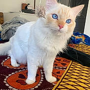 Maxwell joined the competition — help win amazing prizes! bedroom, blanket, blue_eyes, cat, close_up, cozy, domestic_cat, ears, fluffy_fur, furniture, indoor, open_doorway, patterned_rug, paw, pet, pink_nose, pom_pom_toy, portrait, whiskers, white_cat