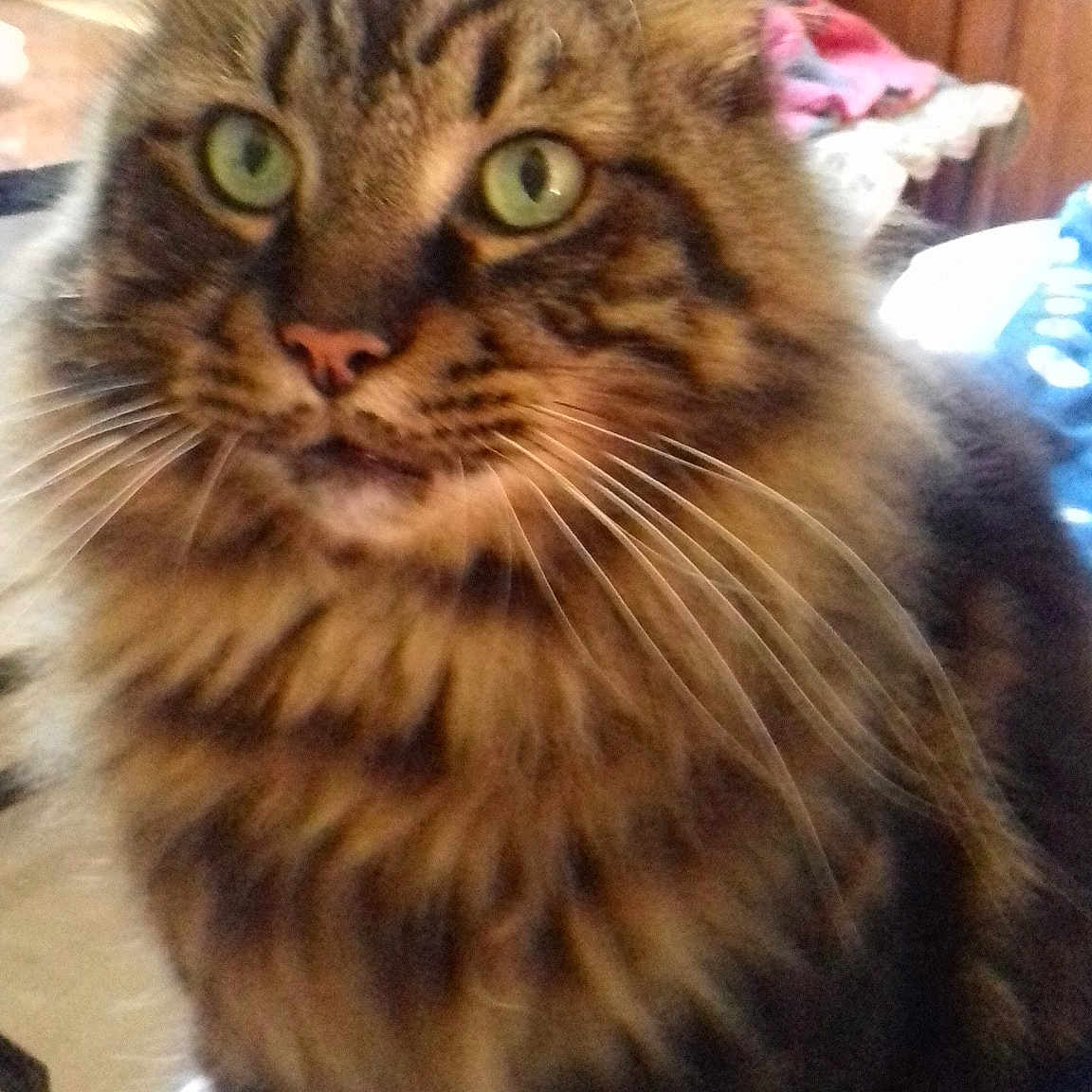 Jojo