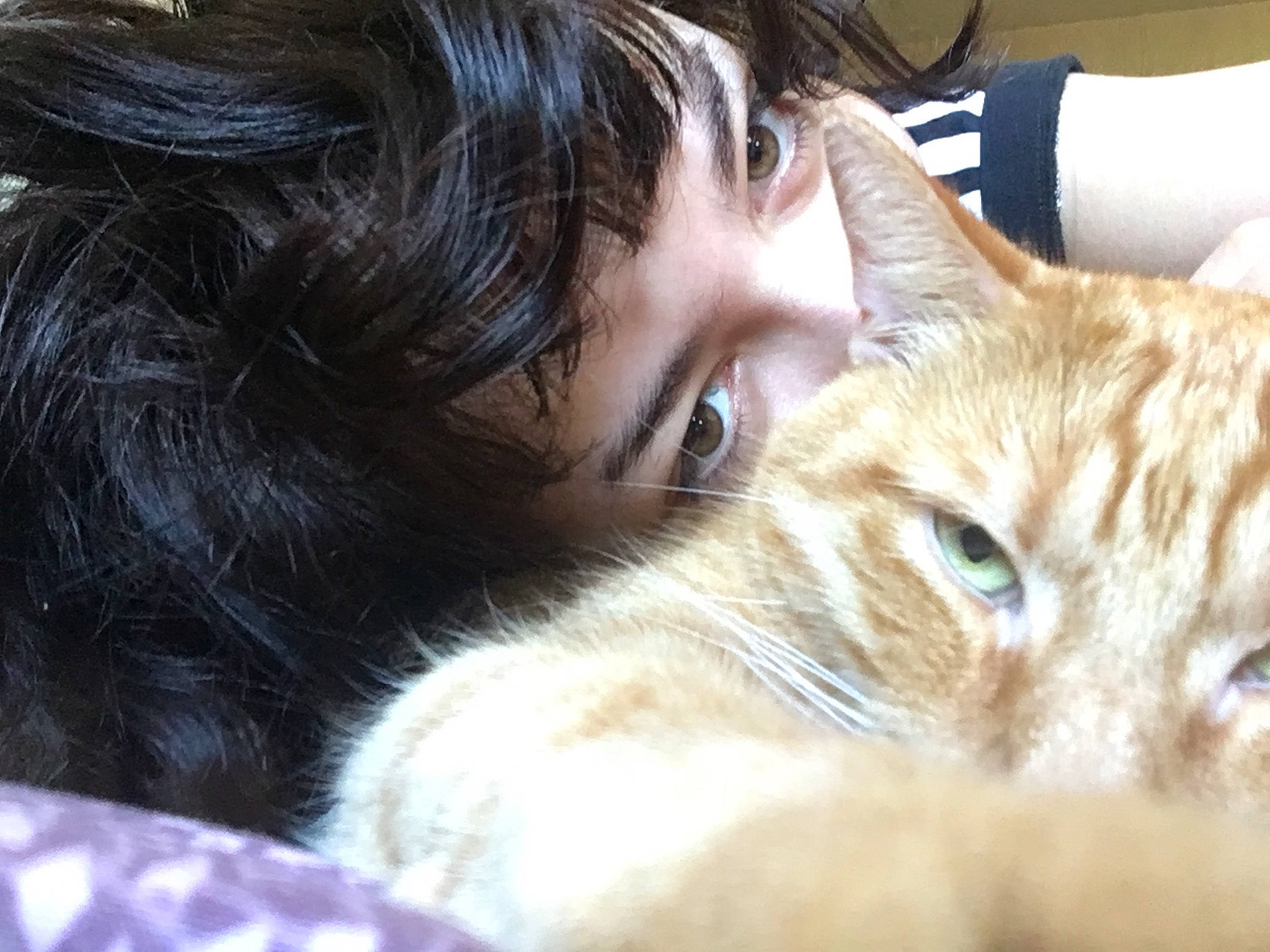 Coockie a rejoint le concours — aidez-le/la à gagner de superbes lots ! brown_hair, carnivore, cat, comfort, domestic_short_haired_cat, ear, eyelash, fawn, felidae, fur, iris, nap, nose, selfie, sitting, small_to_medium_sized_cats, snout, whiskers