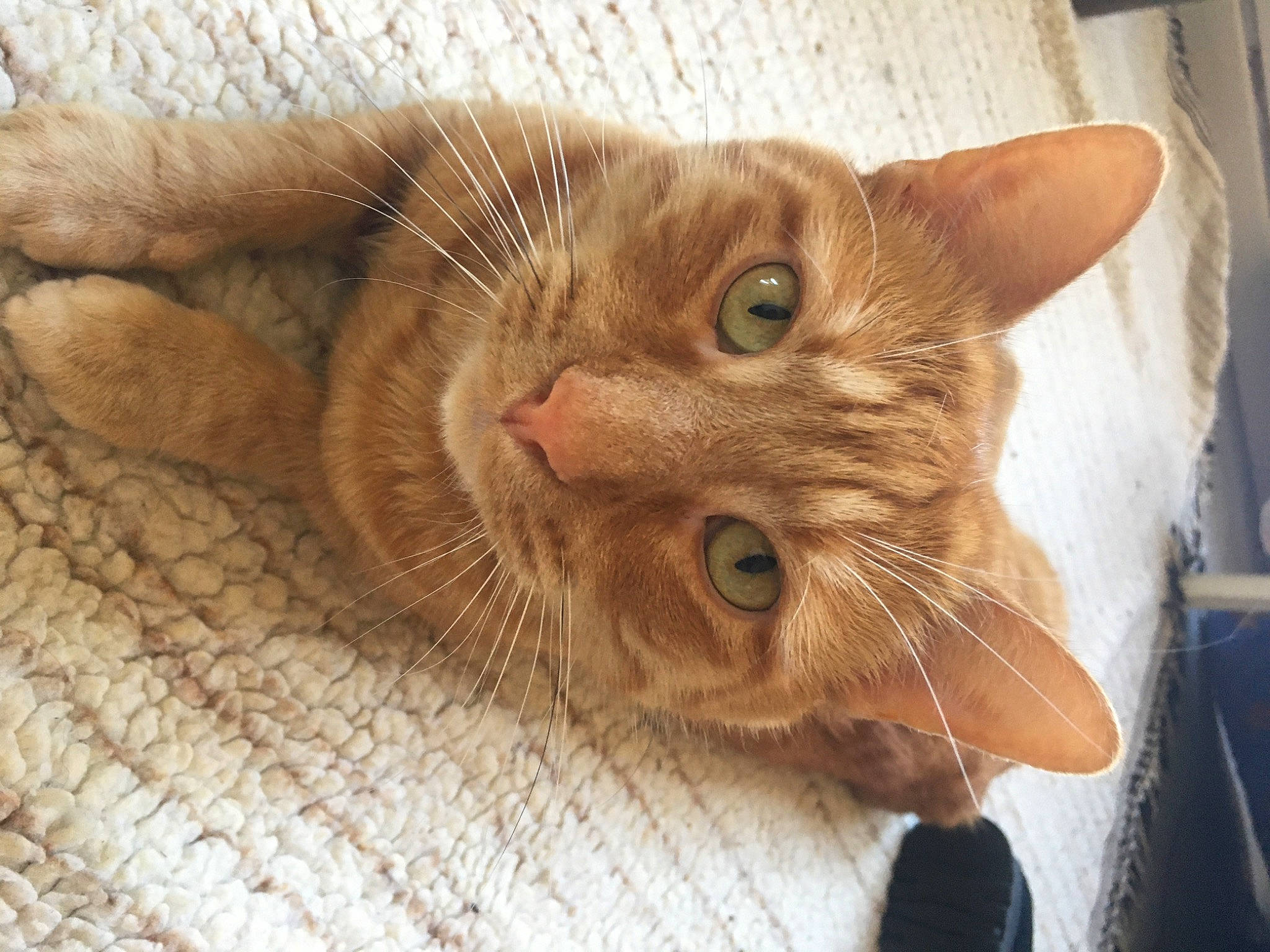 Coockie a rejoint le concours — aidez-le/la à gagner de superbes lots ! carnivore, cat, claw, comfort, domestic_short_haired_cat, ear, fawn, felidae, fur, paw, small_to_medium_sized_cats, snout, whiskers, wood