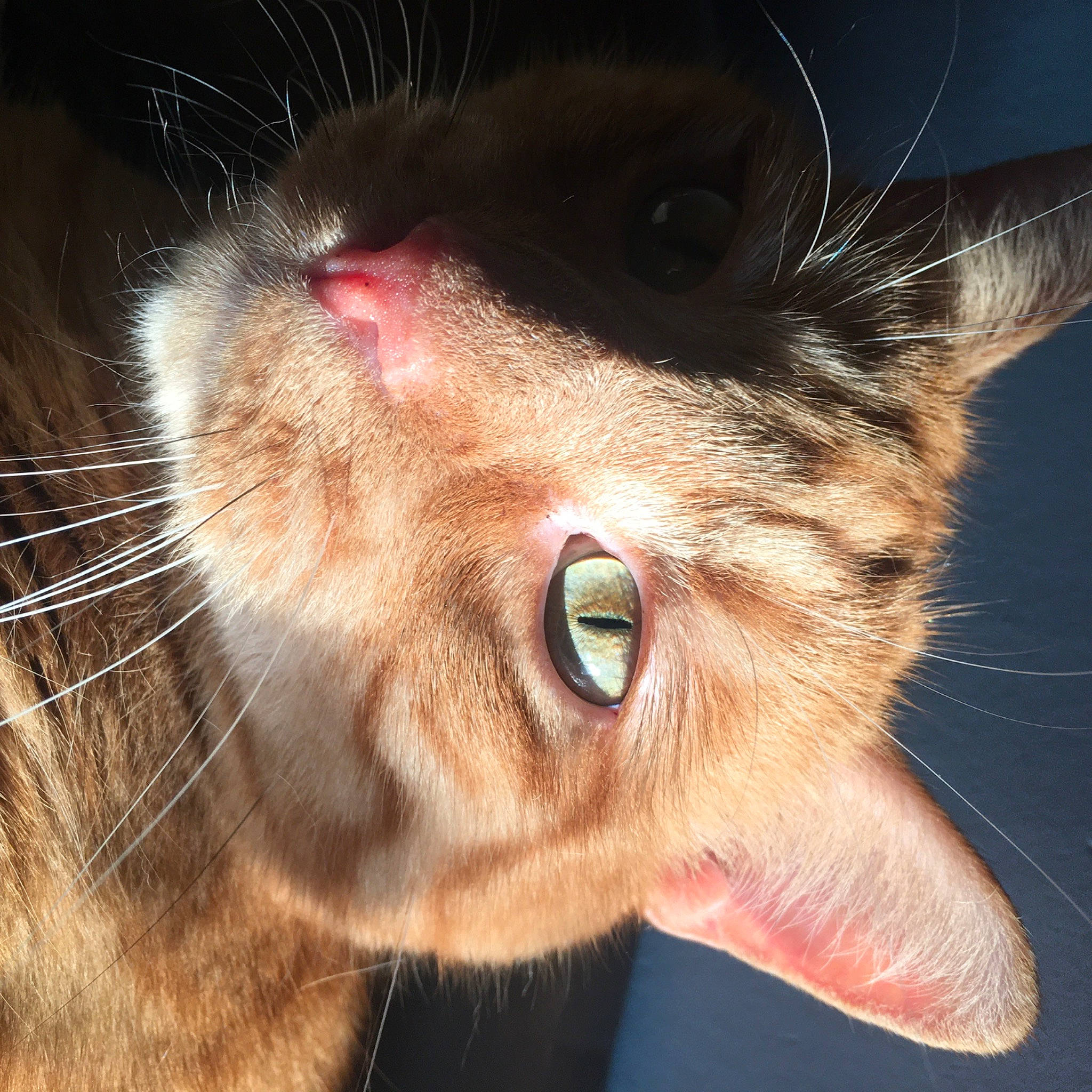 Coockie a rejoint le concours — aidez-le/la à gagner de superbes lots ! brown, carnivore, cat, close_up, domestic_short_haired_cat, ear, fawn, felidae, fur, iris, nose, small_to_medium_sized_cats, snout, whiskers, wildlife