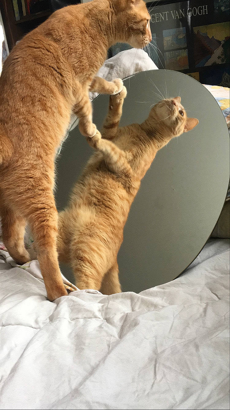 Coockie participe au concours pour gagner de l'argent avec cette photo : carnivore, cat, cat_bed, cat_supply, claw, comfort, domestic_short_haired_cat, fawn, felidae, fur, paw, pet_supply, small_to_medium_sized_cats, snout, tail, terrestrial_animal, whiskers, wildlife, window, wood