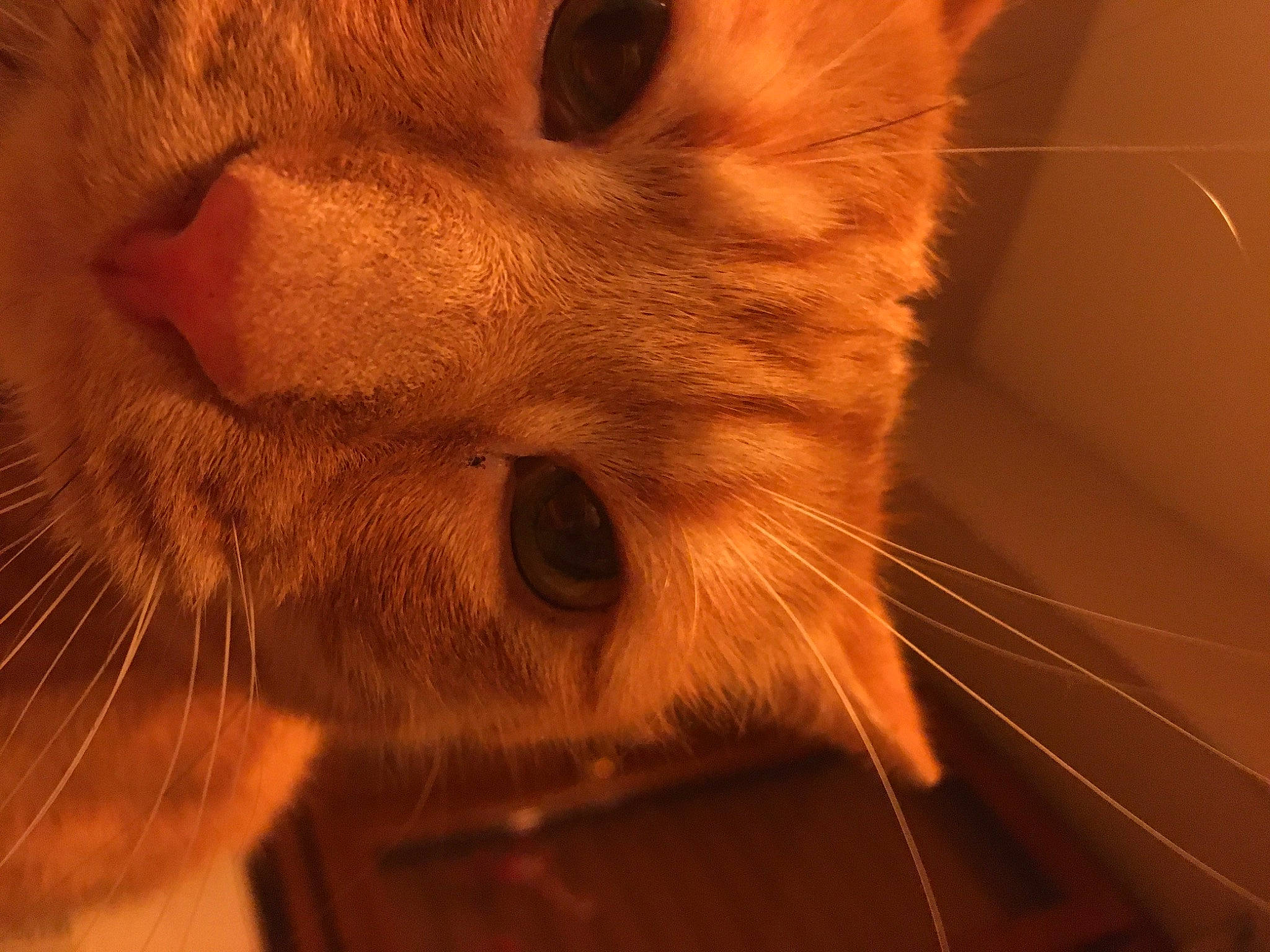 Coockie a rejoint le concours — aidez-le/la à gagner de superbes lots ! carnivore, cat, claw, domestic_short_haired_cat, ear, fawn, felidae, fur, paw, small_to_medium_sized_cats, snout, tail, terrestrial_animal, whiskers, wood