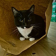Moose joined the competition — help win amazing prizes! cat, tuxedo_cat, paper_bag, indoor, pet, animal, whiskers, floor, curious, black_and_white, paws, domestic_cat, feline, cute, household, relaxed, looking, sitting, wooden_floor, closeup