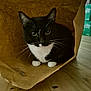 cat, tuxedo_cat, paper_bag, indoor, pet, animal, whiskers, floor, curious, black_and_white, paws, domestic_cat, feline, cute, household, relaxed, looking, sitting, wooden_floor, closeup