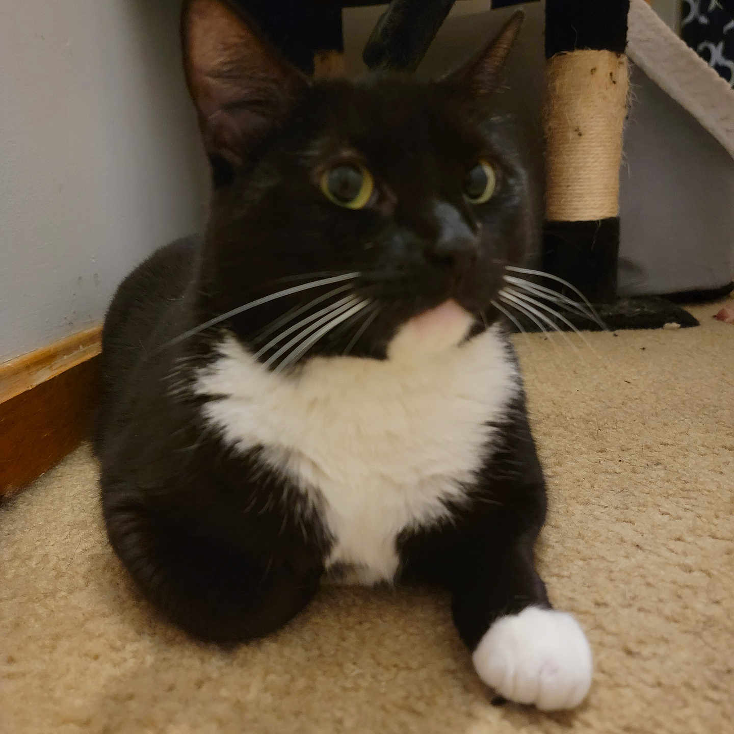 Rosie joined the competition — help win amazing prizes! animal, black_and_white, carpet, cat, close_up, curious, cute, domestic, feline, floor, home, indoor, mammal, paws, pet, relaxed, resting, scratching_post, tuxedo_cat, whiskers