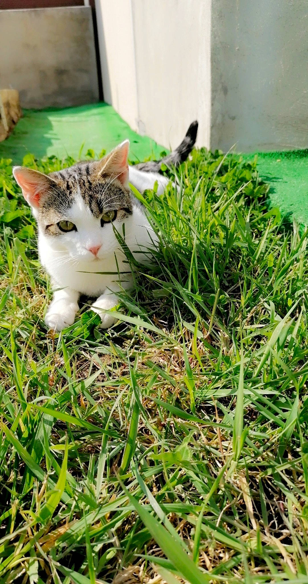 Nalou participe au concours pour gagner de l'argent avec cette photo : carnivore, cat, domestic_short_haired_cat, fawn, felidae, fur, garden, grass, grass_family, grassland, green, groundcover, herb, herbaceous_plant, lawn, plant, small_to_medium_sized_cats, tail, terrestrial_animal, whiskers