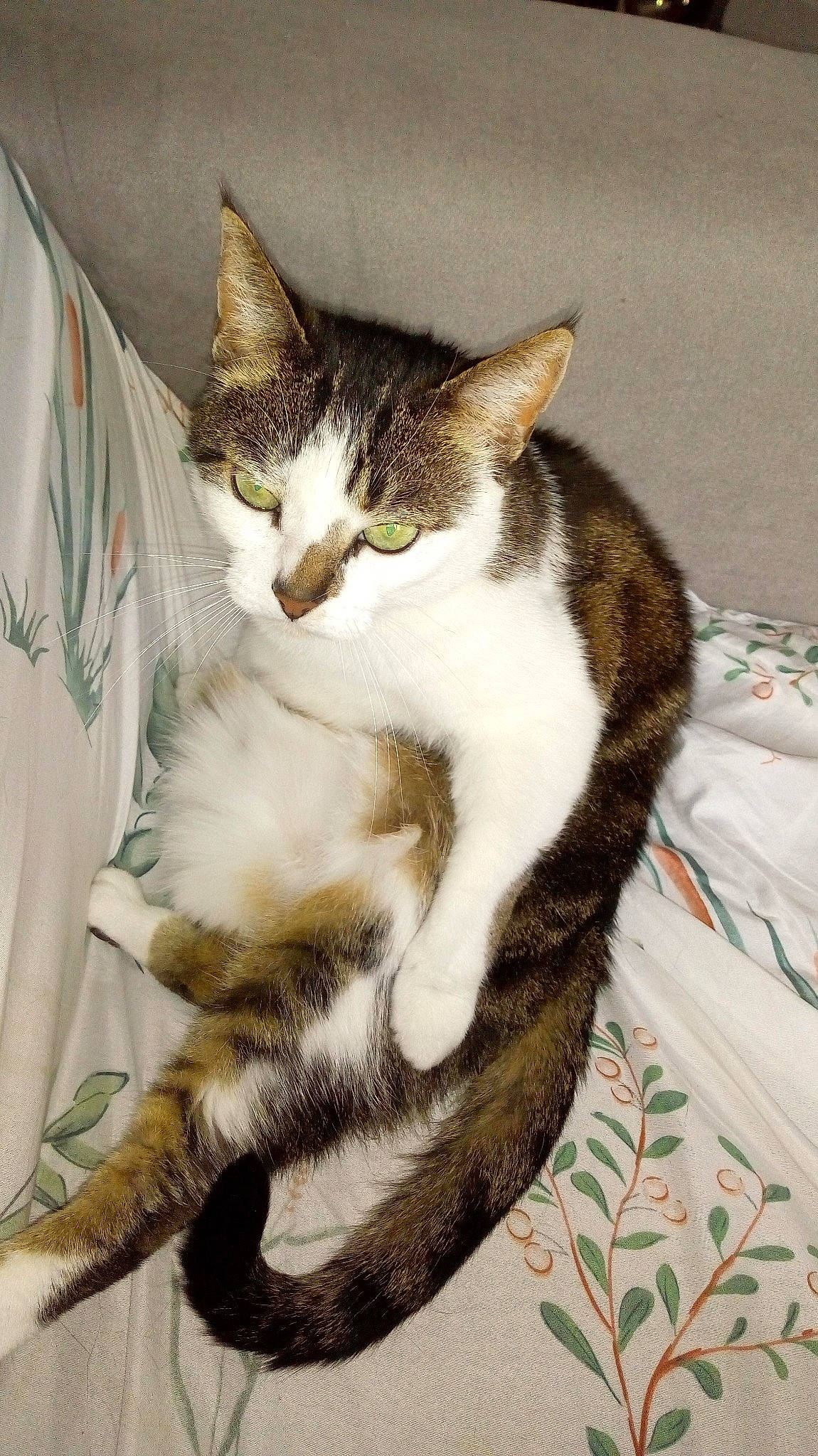 Canelle participe au concours pour gagner de l'argent avec cette photo : aegean_cat, american_shorthair, american_wirehair, asian, carnivore, cat, domestic_short_haired_cat, dragon_li, european_shorthair, felidae, fur, kitten, mammal, small_to_medium_sized_cats, tabby_cat, tail, whiskers, wild_cat