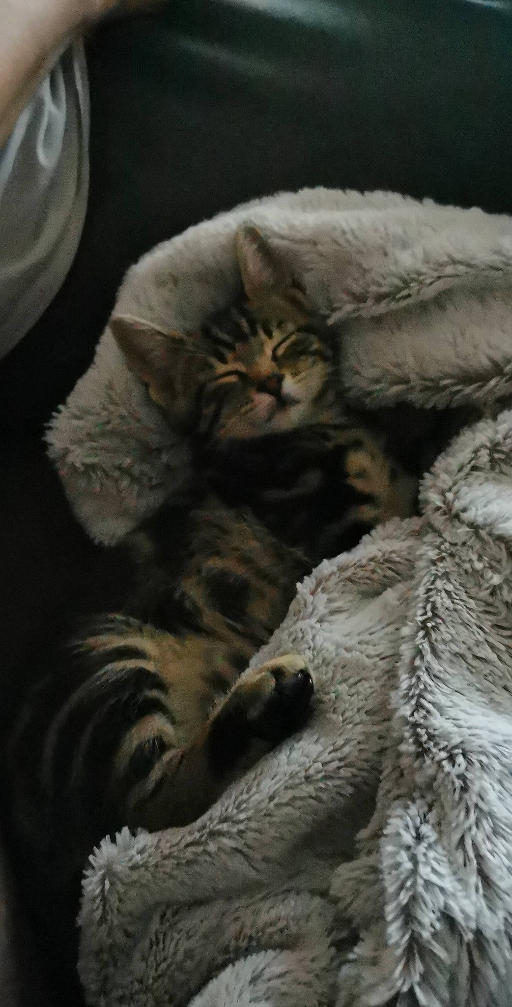 Oreo a rejoint le concours — aidez-le/la à gagner de superbes lots ! carnivore, cat, claw, comfort, darkness, domestic_short_haired_cat, felidae, fur, grey, pattern, paw, small_to_medium_sized_cats, tail, terrestrial_animal, whiskers